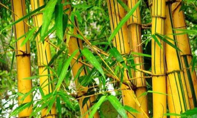 KEHATI Ajak Lestarikan 162 Jenis Bambu Indonesia